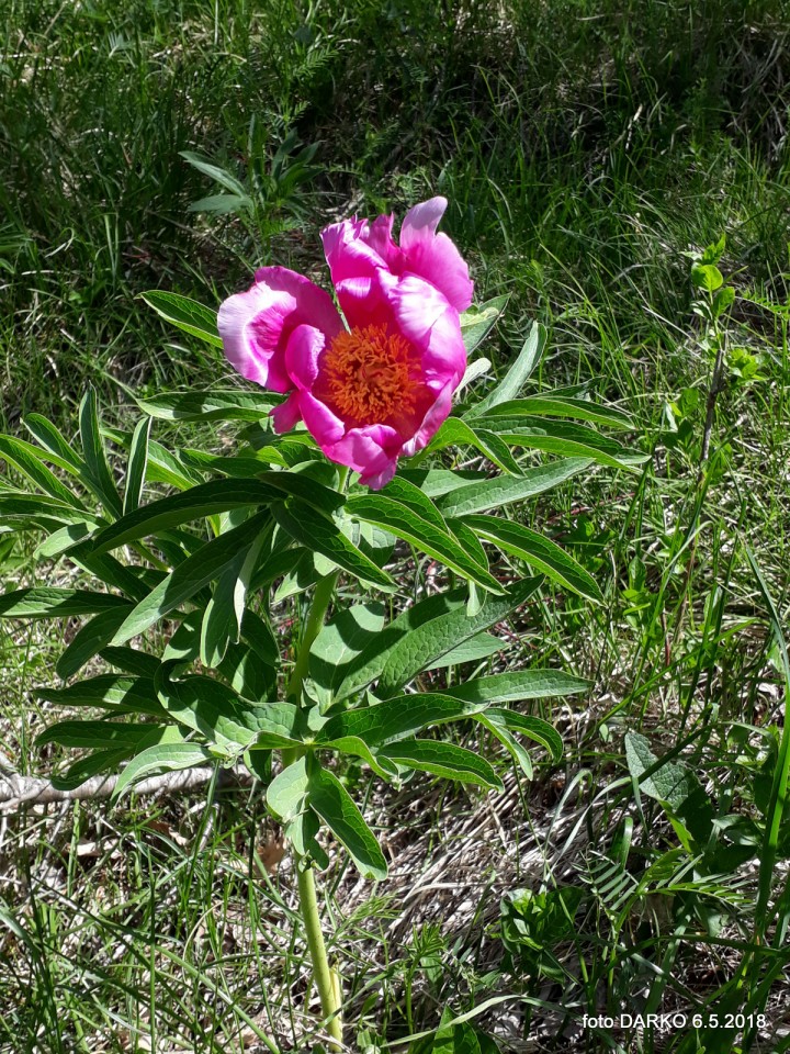 RAKITOVEC-POT NARCIS - foto povečava