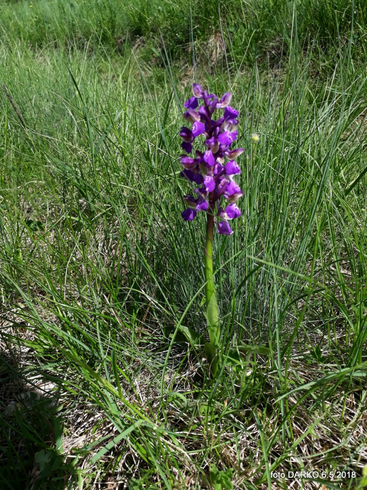 RAKITOVEC-POT NARCIS - foto povečava