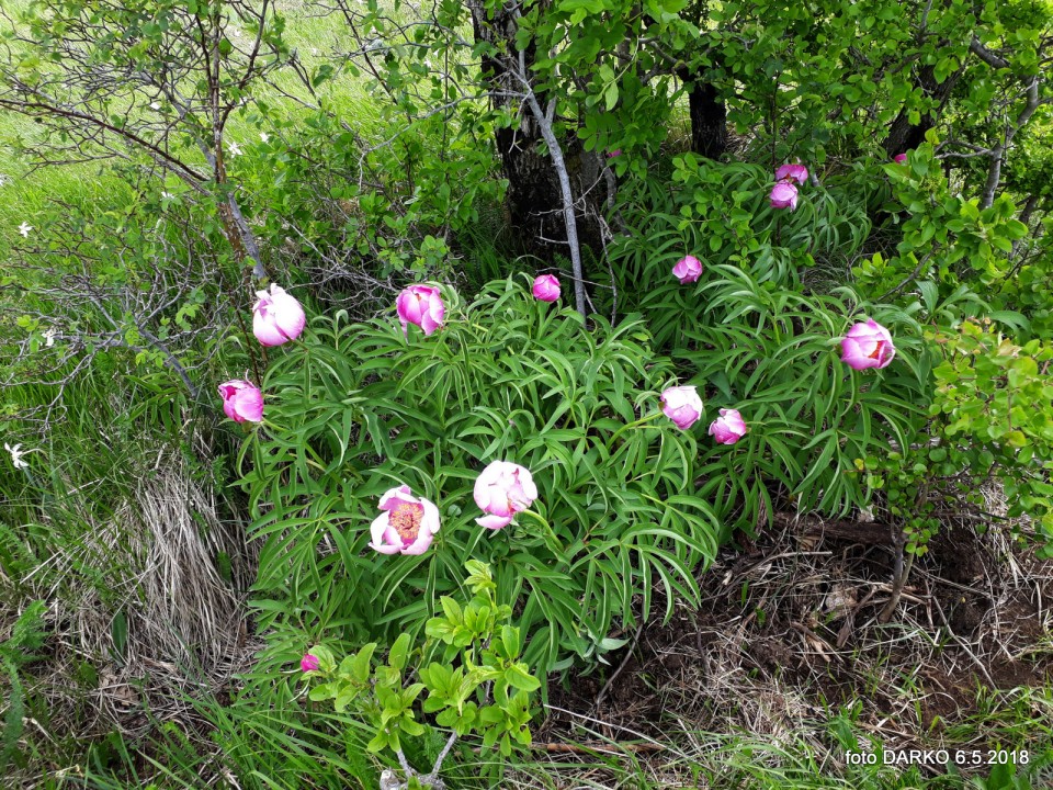 RAKITOVEC-POT NARCIS - foto povečava