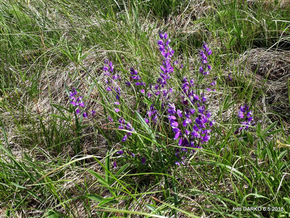 RAKITOVEC-POT NARCIS - foto povečava