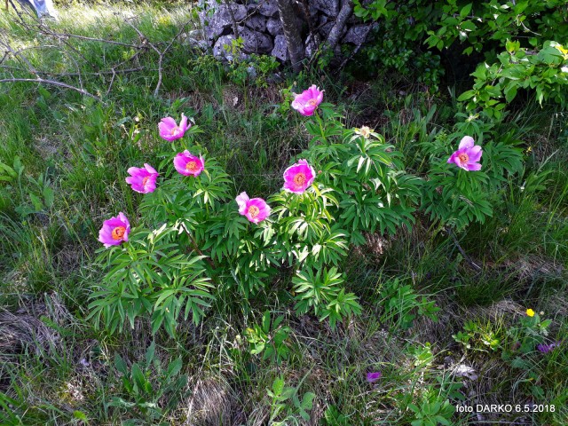 RAKITOVEC-POT NARCIS - foto