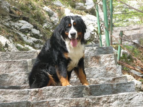 Green in zen v Bohinju - foto povečava