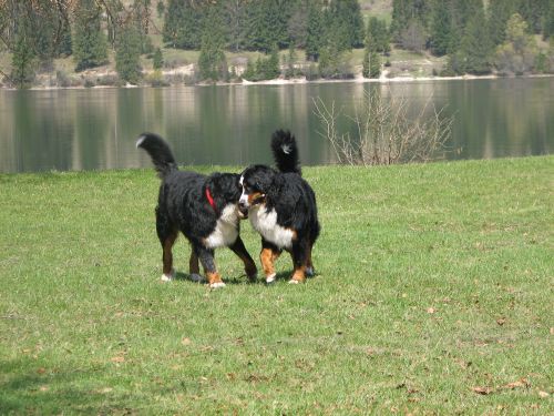 Green in zen v Bohinju - foto povečava