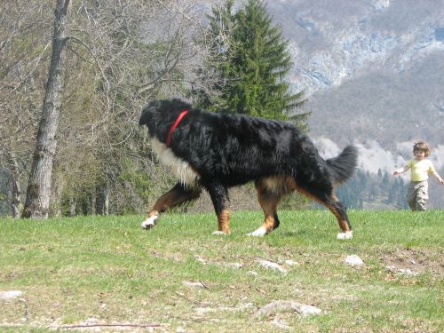 Green in zen v Bohinju - foto povečava