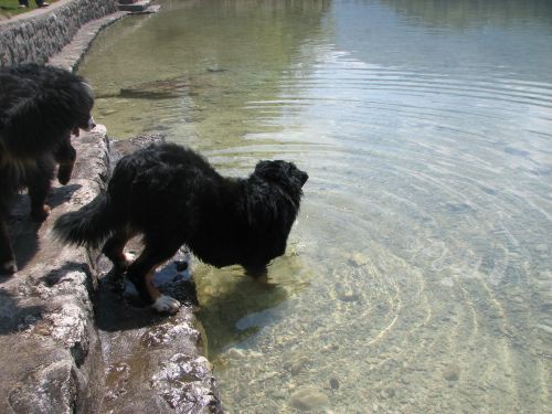 Green in zen v Bohinju - foto povečava