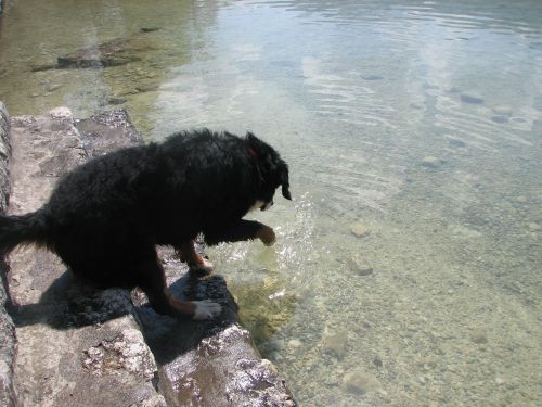 Green in zen v Bohinju - foto povečava