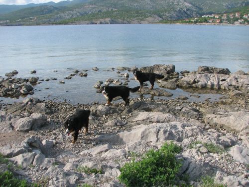 Green,Pia,Zen in ostala druščina na morju - foto