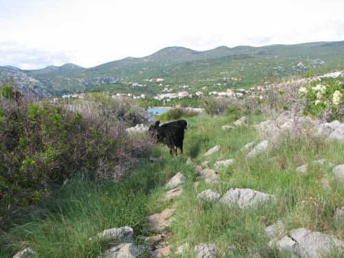 Green,Pia,Zen in ostala druščina na morju - foto