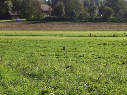 GReen im obiske : Zen in Atos Kranj - foto