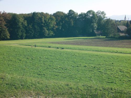 GReen im obiske : Zen in Atos Kranj - foto povečava