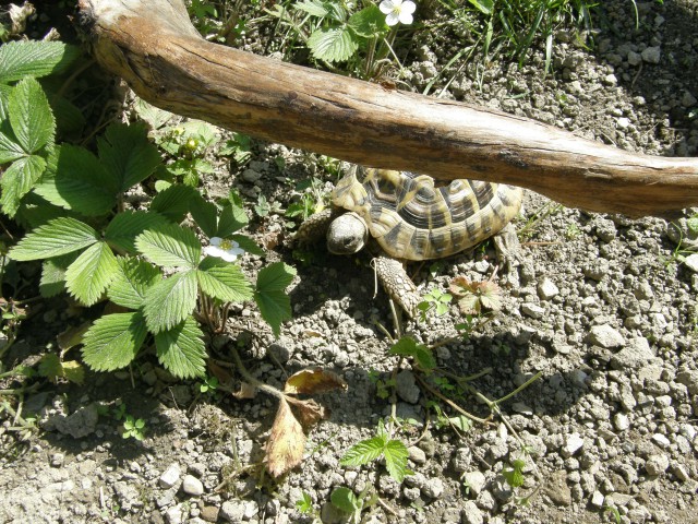 želve - foto