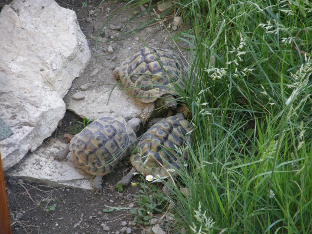 želve - foto