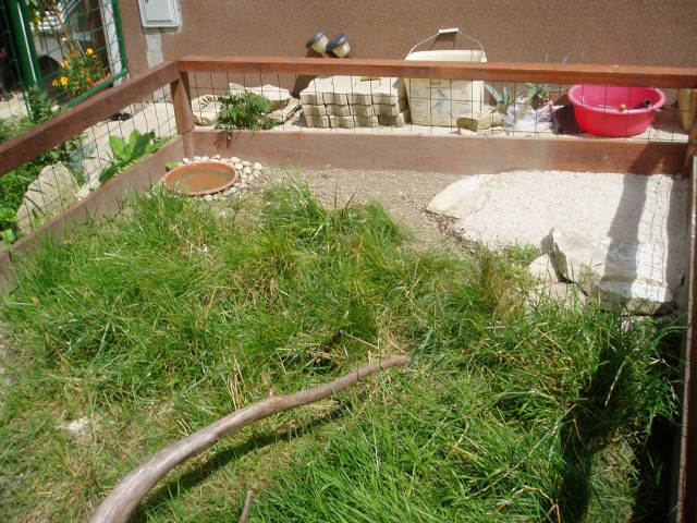 želve - foto