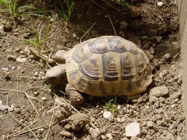 želve - foto