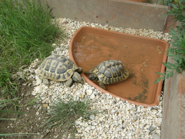 želve - foto