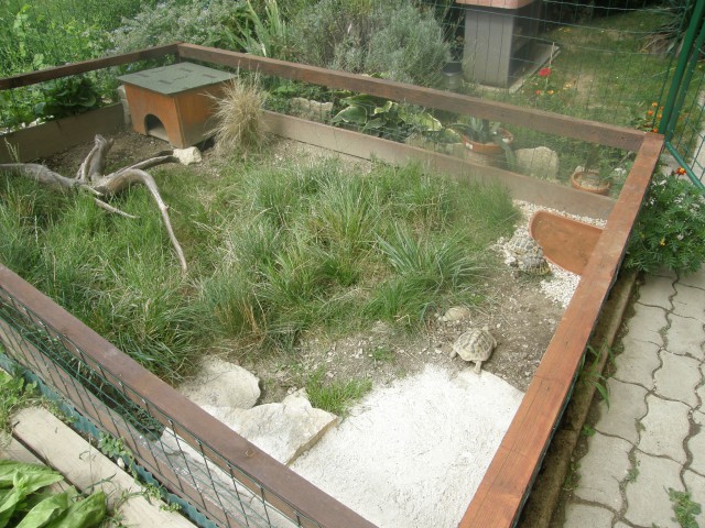želve - foto