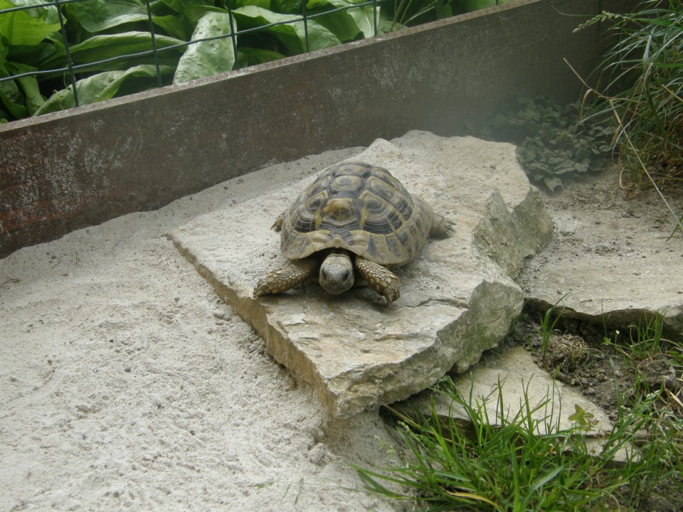 želve - foto povečava