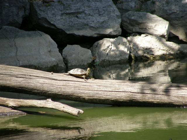 želve - foto