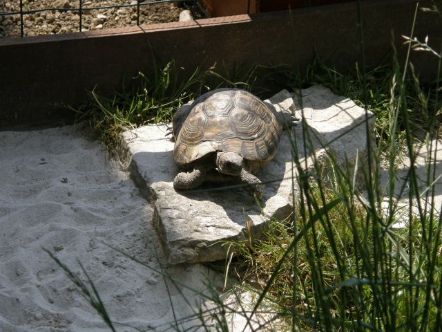 želve - foto