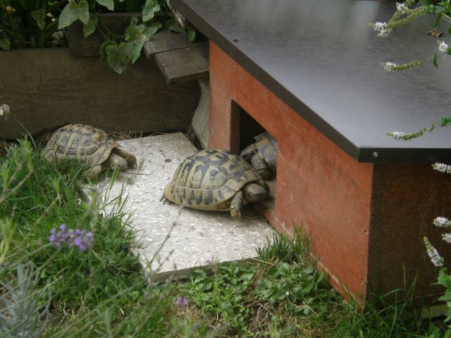 želve - foto