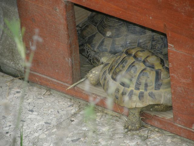 želve - foto