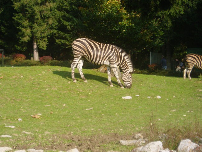 ZOO  Ljubljana - foto povečava