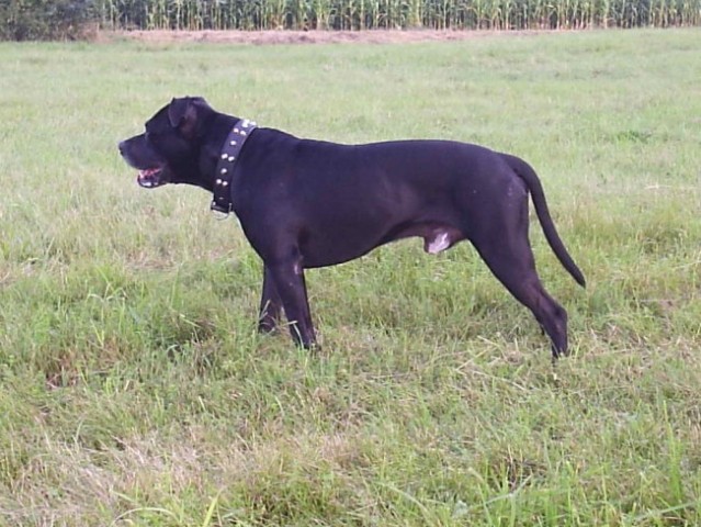 Pitbull_Buco - foto