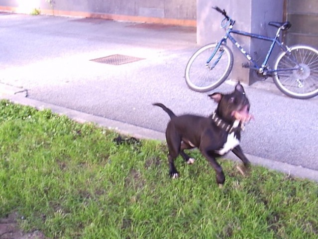 Pitbull_Buco - foto