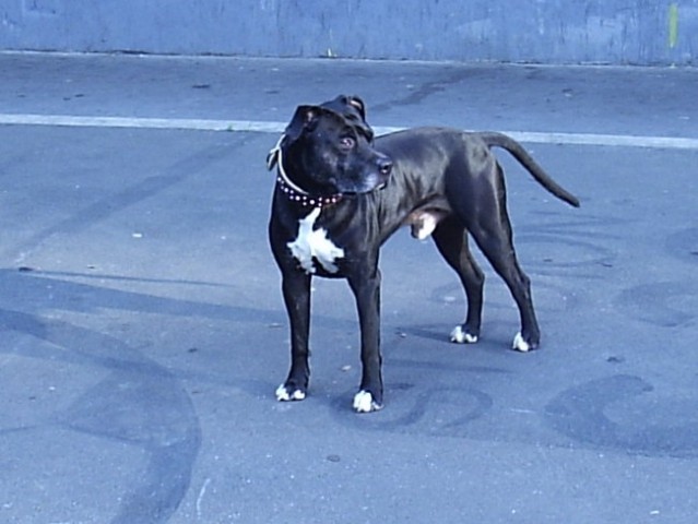 Pitbull_Buco - foto