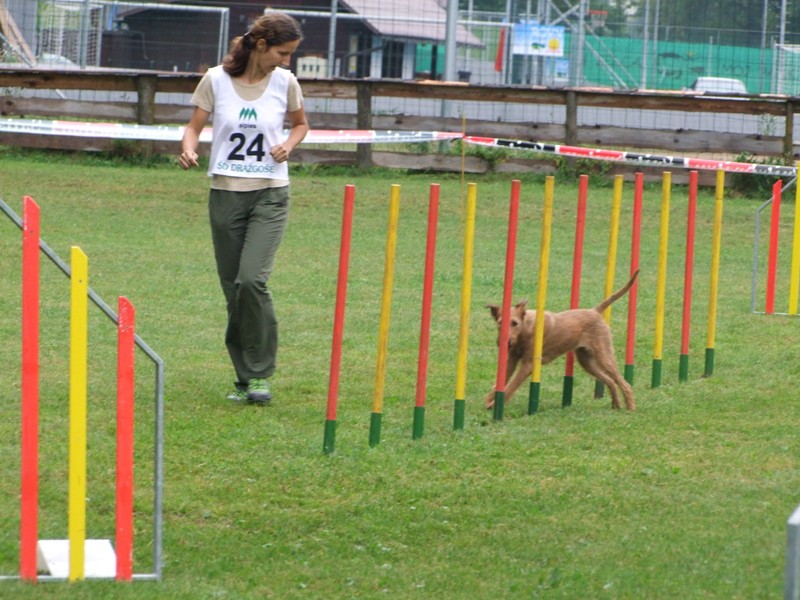 Agility tekma 2009 - foto povečava