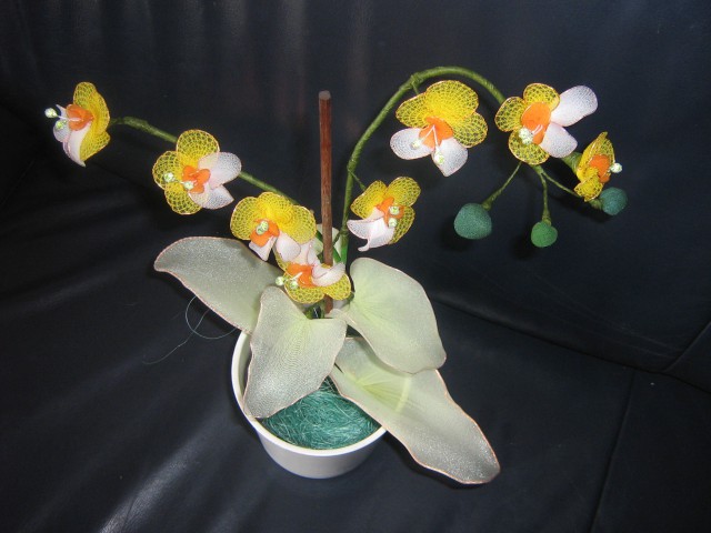 Pa še ena orhideja