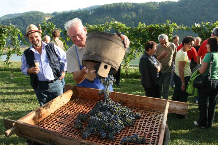 Trgatev v grajskem vinogradu 2009 - foto povečava