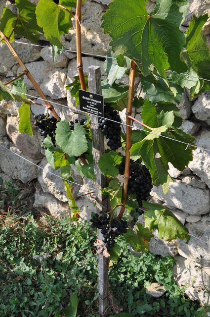 Trgatev v grajskem vinogradu 2009 - foto povečava