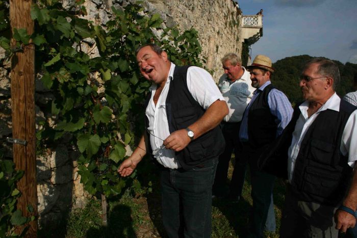 Trgatev v grajskem vinogradu 2009 - foto povečava
