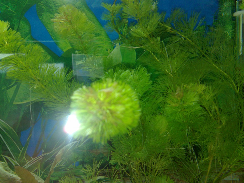 Akvarij 100 litrov :-D - foto povečava