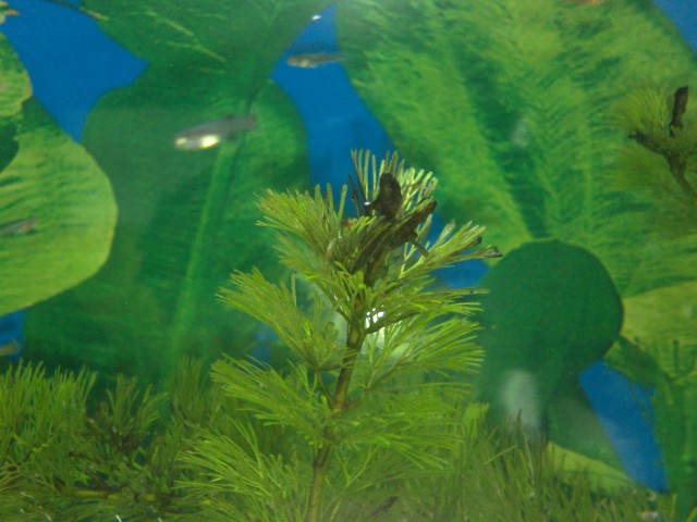 Akvarij 100 litrov :-D - foto