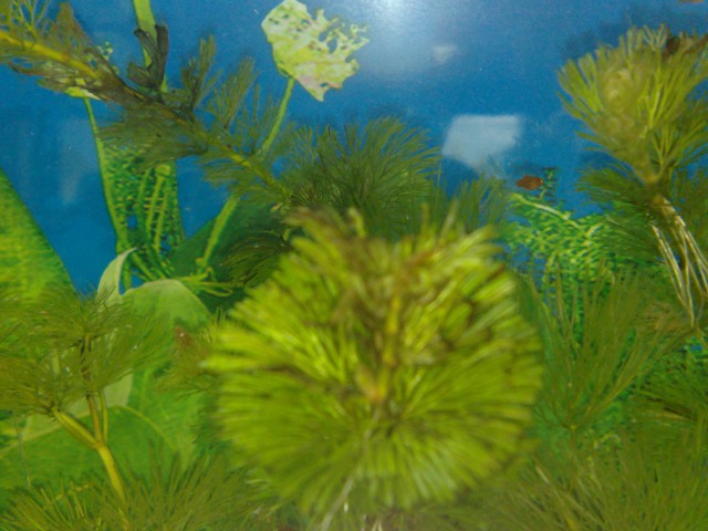 Akvarij 100 litrov :-D - foto