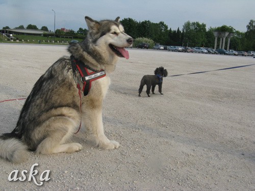 Sprehod - Aska in Kaja - 21.5.2009 - foto povečava