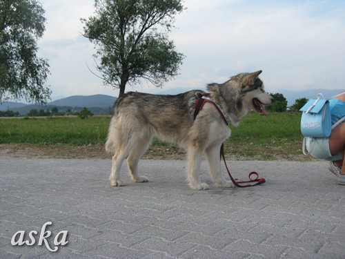 Sprehod - Aska in Kaja - 21.5.2009 - foto povečava