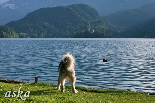 Aska - Blejsko jezero - 30.5.2009 - foto povečava