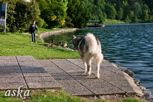 Aska - Blejsko jezero - 30.5.2009 - foto povečava