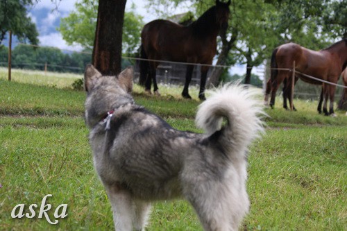 Aska in Staf - zjutraj - 31.5.2009  - foto