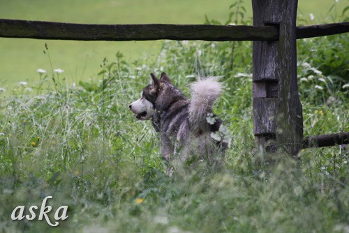 Aska in Staf - zjutraj - 31.5.2009  - foto