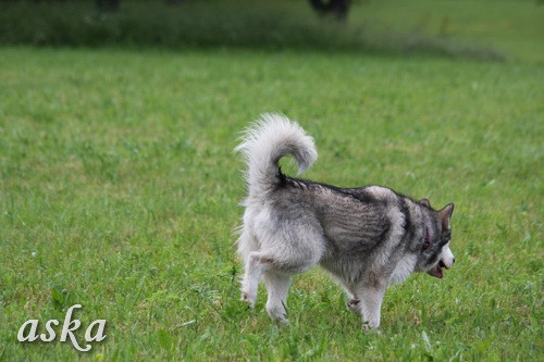 Aska in Staf - zjutraj - 31.5.2009  - foto