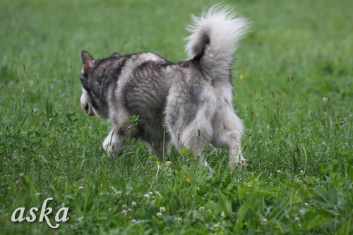 Aska in Staf - zjutraj - 31.5.2009  - foto povečava