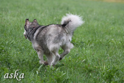 Aska in Staf - zjutraj - 31.5.2009  - foto