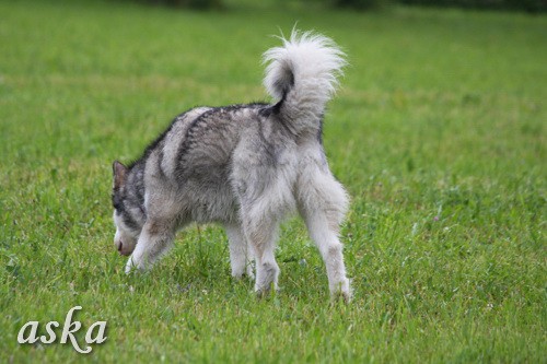 Aska in Staf - zjutraj - 31.5.2009  - foto