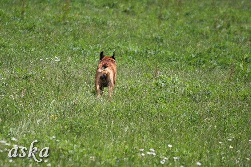 Aska in Staf - popoldan - 31.5.2009 - foto