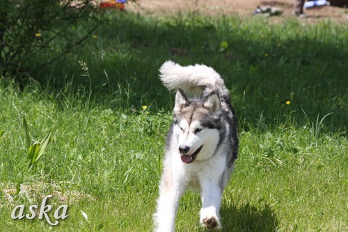 Aska in Staf - popoldan - 31.5.2009 - foto povečava