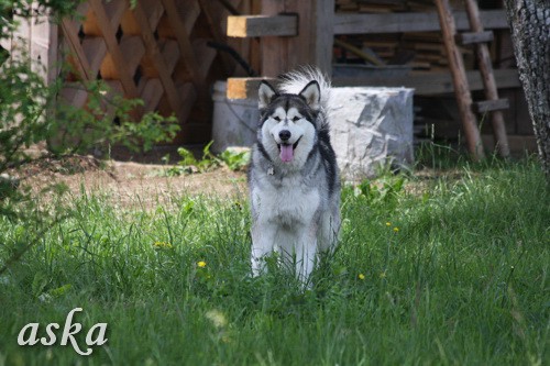 Aska in Staf - popoldan - 31.5.2009 - foto povečava